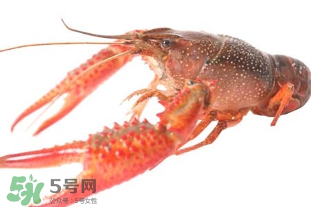 小龍蝦怎樣清洗？小龍蝦怎么洗最干凈？