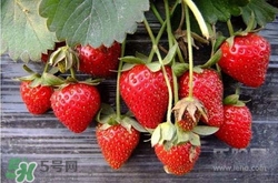吃草莓大便會變紅嗎？吃草莓大便變紅是怎么回事？