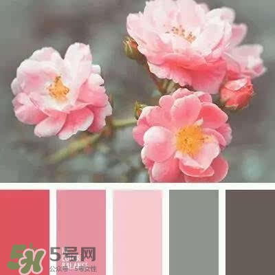 櫻花粉是什么顏色？櫻花粉口紅試色