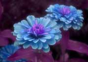 3月份開什么花？3月份開的花有哪些？