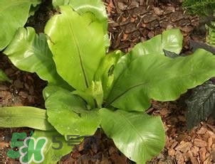 負卡路里的食物有哪些？負卡路里食物真的吃不胖嗎？