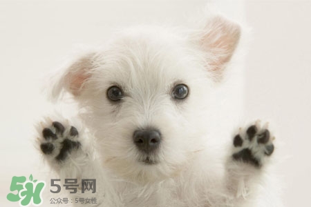 禽流感可以養(yǎng)狗嗎？禽流感期間能養(yǎng)狗嗎？