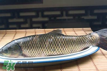 草魚能生吃嗎？草魚可以直接生吃嗎？