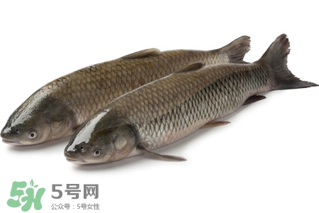 孕婦可以吃草魚嗎？懷孕了能吃草魚嗎？