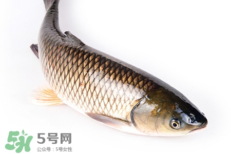 孕婦可以吃草魚嗎？懷孕了能吃草魚嗎？