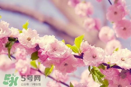 3月初日本的櫻花開(kāi)了嗎？2017年日本櫻花季預(yù)測(cè)