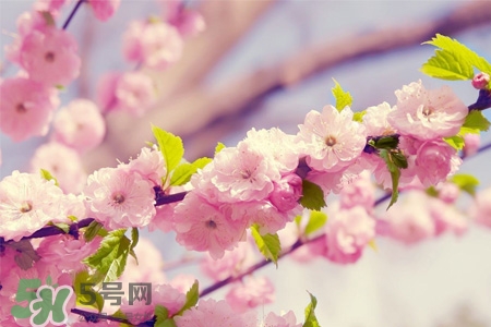 櫻花一般什么時(shí)候開？櫻花一般幾月份開？