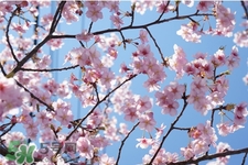 櫻花一般開(kāi)多久？櫻花一般持續(xù)多久？