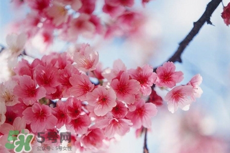 路邊的櫻花可以吃嗎？野生櫻花可以吃嗎？