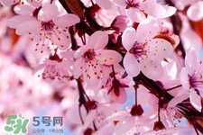 路邊的櫻花可以吃嗎？野生櫻花可以吃嗎？