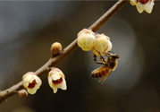 驚蟄是什么意思？驚蜇是什么節(jié)氣？