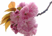 櫻花一般開多久？櫻花一般持續(xù)多久？