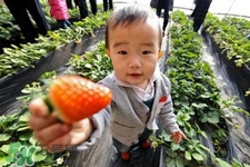 3月份可以摘草莓嗎？三月份有草莓可以摘嗎？
