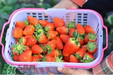 4月份可以摘草莓嗎？四月份有草莓可以摘嗎？