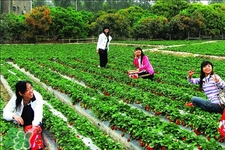 4月份可以摘草莓嗎？四月份有草莓可以摘嗎？