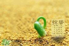 驚蟄節(jié)氣要注意什么？驚蟄節(jié)氣養(yǎng)生注意事項(xiàng)