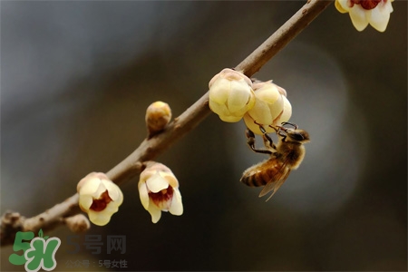 驚蟄節(jié)氣要注意什么？驚蟄節(jié)氣養(yǎng)生注意事項(xiàng)