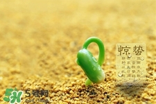 驚蟄如何養(yǎng)生？驚蟄前后如何養(yǎng)生？