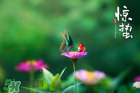 驚蟄要吃芋頭嗎？驚蟄為什么吃芋頭？