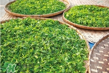 4月份喝什么茶好？四月份適合喝什么茶？
