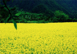 3月份能看到油菜花嗎？三月份有油菜花看嗎？