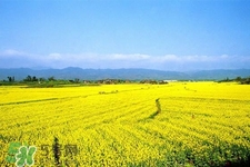 油菜花幾月開(kāi)？油菜花什么季節(jié)開(kāi)？