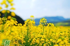 油菜花能開多久？油菜花花期有多長？