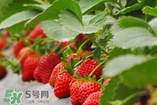 草莓一次吃幾顆最好？草莓一次吃幾顆合適？