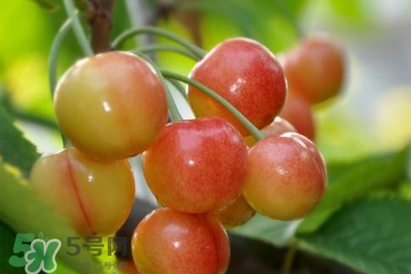 白玉櫻桃是什么？白玉櫻桃能吃嗎？