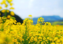 油菜花能開多久？油菜花花期有多長？