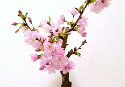 櫻花可以盆栽嗎？櫻花盆栽好養(yǎng)嗎？