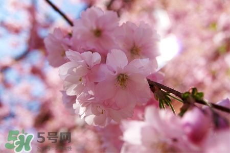 櫻花可以盆栽嗎？櫻花盆栽好養(yǎng)嗎？