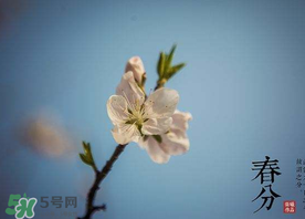 春分種什么菜？春分適合種什么菜？