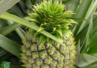 綠菠蘿可以吃嗎？菠蘿是綠的能吃嗎？
