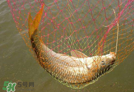 驚蟄前后好釣魚嗎？驚蟄前后釣魚技巧