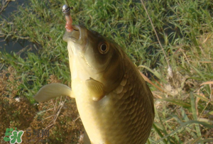 驚蟄前后可以夜釣鯉魚嗎？驚蟄前后釣魚技巧