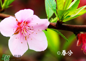 2017年春分是什么時(shí)候？2017年春分是幾月幾號(hào)？