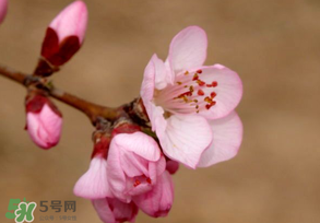 2017年春分是什么時(shí)候？2017年春分是幾月幾號(hào)？