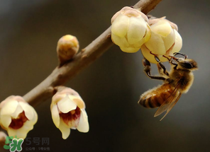 驚蟄過后一周會下雨嗎？驚蟄下雨好嗎？