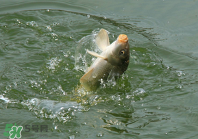 驚蟄過(guò)后好釣魚(yú)嗎？驚蟄后陰雨天好釣魚(yú)嗎？