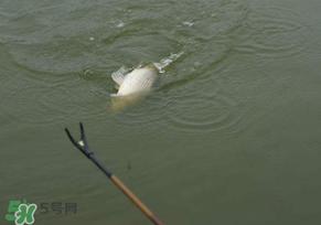 驚蟄過(guò)后好釣魚(yú)嗎？驚蟄后陰雨天好釣魚(yú)嗎？