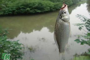 春分節(jié)氣好釣魚嗎？春分釣魚技巧