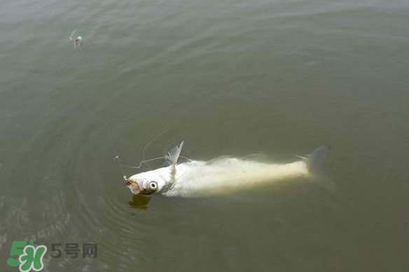 春分節(jié)氣好釣魚嗎？春分釣魚技巧