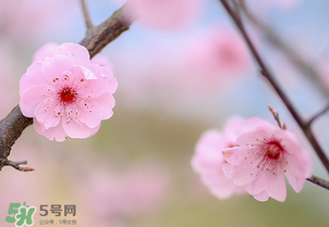 春分開什么花？春分什么花開？