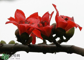 春分會下雨嗎？春分節(jié)氣下雨好還是不好？
