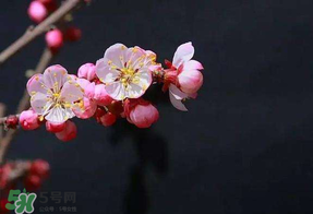 春分會下雨嗎？春分節(jié)氣下雨好還是不好？