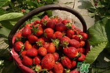 家里可以種草莓嗎？陽臺上可以種草莓嗎？