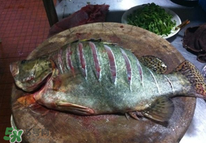三月份吃什么魚？3月份吃什么魚好？