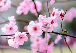 春分開什么花？春分什么花開？
