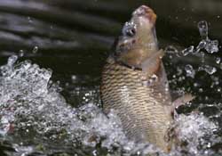 驚蟄過后好釣魚嗎？驚蟄后陰雨天好釣魚嗎？